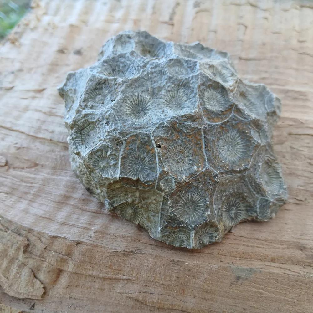 Natural Reptile Habitat Decor